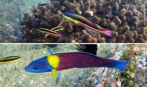 Wrasse species Identification Guide .